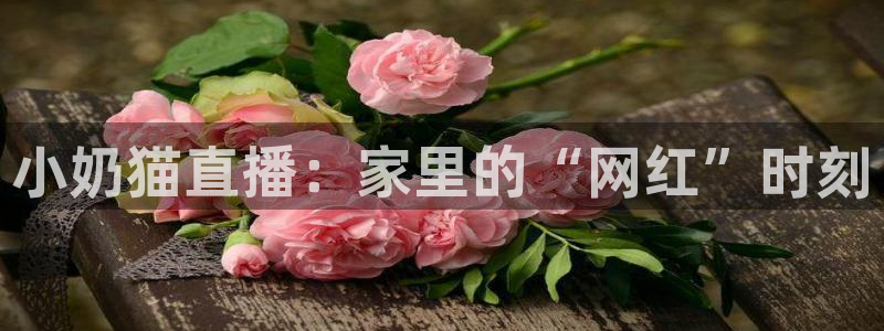 袋鼠体育直播app：小奶猫直播：家里的“网红”时刻